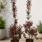 Okrasná slivka (Prunus × cistena) - výška 140-160 cm, kont. C10L  - kríková